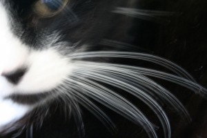 Wiggling-whiskers-300x200